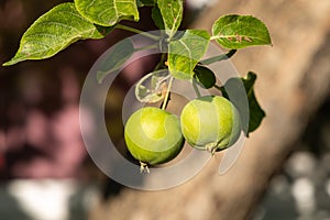 Branch of wild apple tree with small bright yellow apples and green leaves is in a park in summer