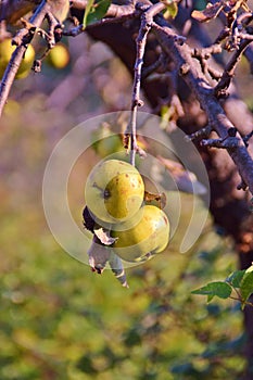 Branch with wild apples