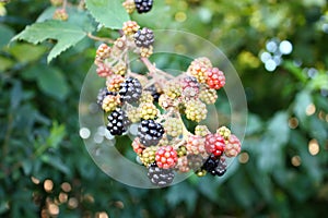 Branch of wild blackberry