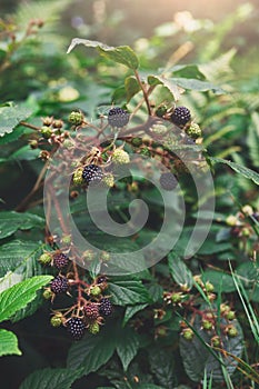 Branch of wild blackberry with ripe fruits close-up in the forest