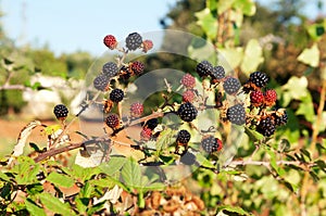 a branch of wild blackberry in a summer garden