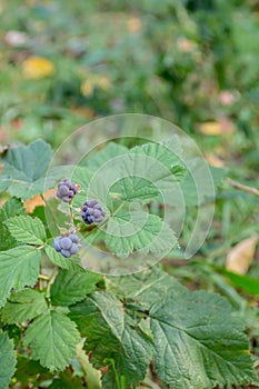 Branch of wild blackberry with three berries