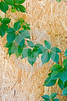 A branch of wild grapes against a wooden wall