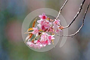 Branch of Wild Himalayan cherry blossom blooming during winter in Thailand