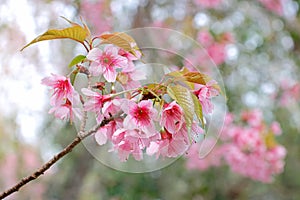 Branch of Wild Himalayan cherry blossom blooming during winter in Thailand