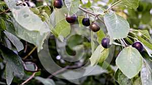 Branch of wild plum, blackthorn, with green leaves and blue fruits