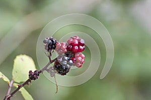 Branch of wild raspberries with green leaves