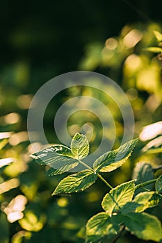 Branch Of Wild Raspberries With Green Leaves In Summer Forest