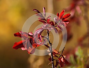 Branch of Wild Rose, Autumn