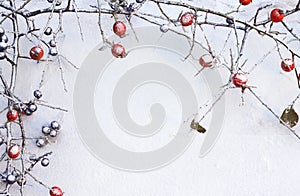 Branch of wild rose and blackthorn with fruits in snow