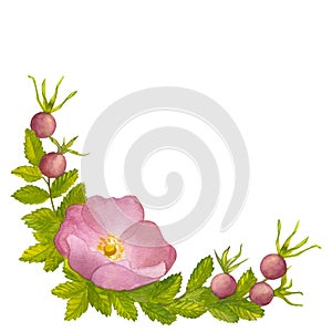 Branch Wild Rose with leaves, pink flower and red ripe berries. Hand draw watercolor illustration isolated on white