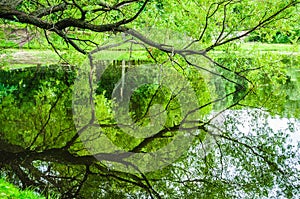 Branch of a willow bent over the water surface of the pond