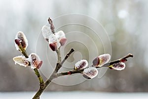 Branch of willow with blossoming buds in early spring, close-up