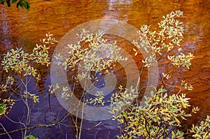 Branch of willow with gold yellow and green leaves on the background with brown water. Season autumn