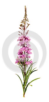 Branch of a willow-tea isolated on a white background