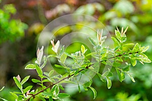 Branch of willow whole-leafed Japanese, Salix integra Hakuro-Nishiki. Natural white, pink on green background photo