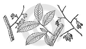 Branch of Winged Elm vintage illustration