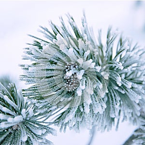 Branch of a winter pine tree photo