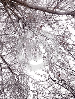 Branch of winter tree on clear sky.