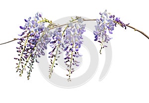 Branch of Wisteria flowers isolated on white background. Selective focus