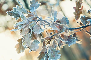 Branch wit oak leaves covered frost.