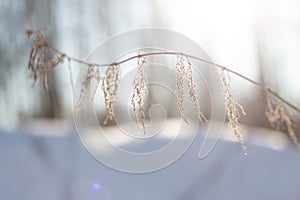 A branch of a withered plant against the background of snow in winter