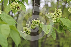 Branch of wych elm Ulmus glabra with seeds and green foliage