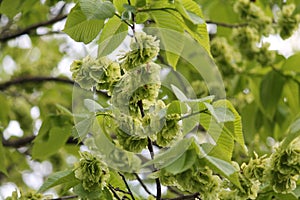 Branch of wych elm Ulmus glabra with seeds and green foliage