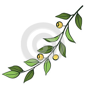 Branch with yellow berries; vector illustration.
