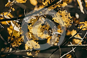 A branch of yellow and black aspen with necrosis