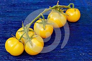 A branch of yellow cherry tomatoes isolated on dark blue wooden background
