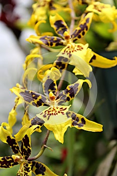 a branch with yellow dotted orchids