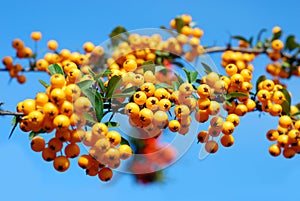 Branch of of yellow firethorn berries