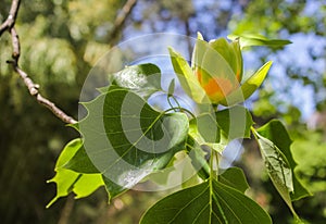 branch with yellow flower American tulip tree Liriodendron tulipifera in bloom closeup