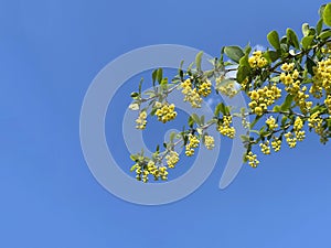 Branch with yellow flowers against blue sky, floral background