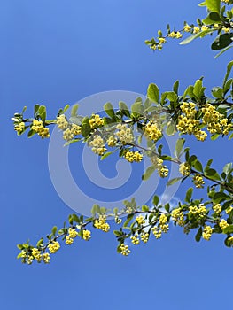 Branch with yellow flowers against blue sky, floral background