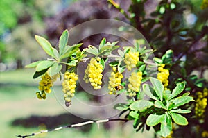 Branch of yellow flowers of barberries on bush a blossoming barberry