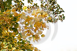 A branch with yellow green autumn leaves, on a white background. Autumn nature object for design. template with space to copy