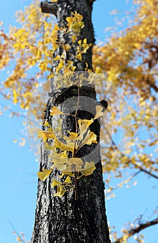 The branch of yellow Japanese Leaf germinate from the trunk of the tree with blue sky background in the garden.