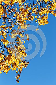 A branch with yellow maple leaves against the blue sky.