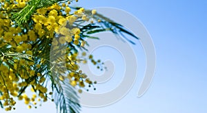 Branch with yellow mimosa flowers (Acacia Dealbata) close-up against a blue sky. Floral spring background