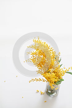 Branch of yellow mimosa on white background