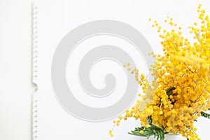 Branch of yellow mimosa on white background top view