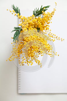 Branch of yellow mimosa on white background top view