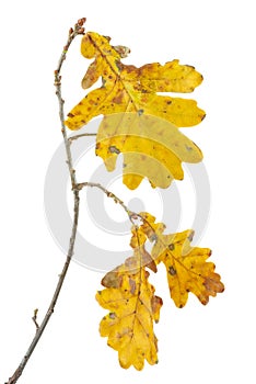 Branch with yellow oak leaves. Autumn leaves isolated on white