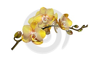 A branch of yellow orchid flowers and buds isolated