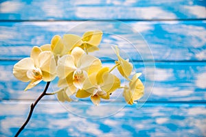 A branch of yellow orchids