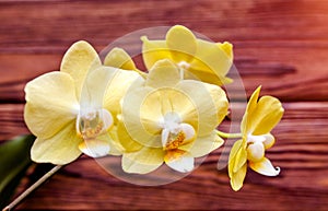 A branch of yellow orchids