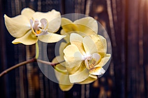 A branch of yellow orchids