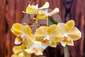 A branch of yellow orchids
